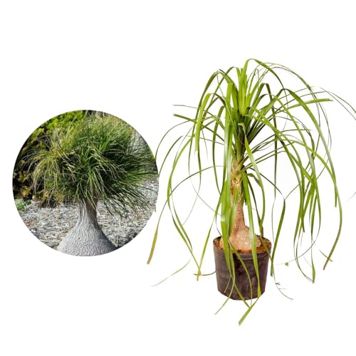 Genérico, Muda de Pata de Elefante 20 a 40cm AMK - Plantas Online
