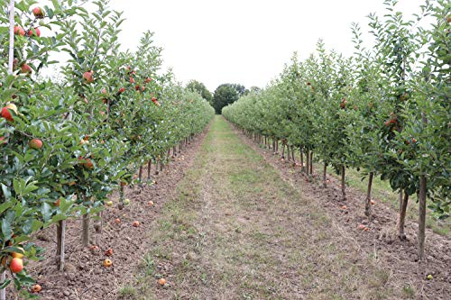 Bleichhof Äpfel Braeburn - süß-herbe knackige Sorte aus der Pfalz (5kg) – Bild 4