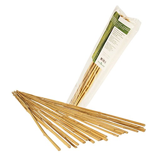 Hydrofarm HGBB2 2' Natural Pack of 25 Bamboo Stake Tan
