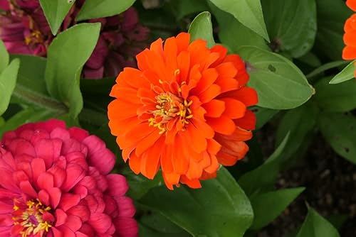 Miniatura 5 de Dahlia - Semillas de flores de Zinnia para plantar, más de 500 semillas de flores tradicionales por paquete, semillas de jardín de Isla, sin OMG,