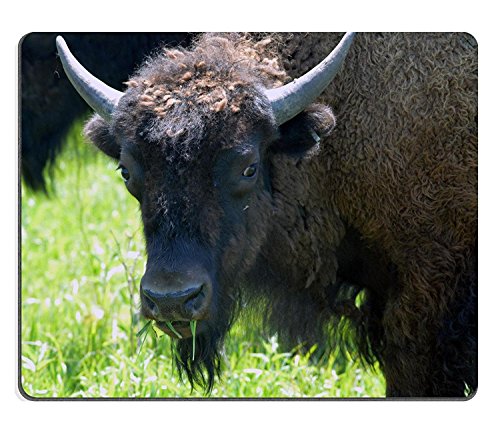 wyrujyu Mousepad Bison pantorrillas pastoreo en Neal Smith National Wildlife Refuge de goma natural Material