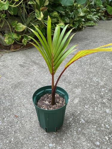 観葉植物 トックリヤシ」の人気商品一覧・価格比較 - 価格.com