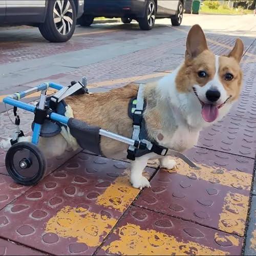 Soporte de cadera para perro: soporte de pierna trasera ajustable para artritis, ACL desgarrado, displasia de cadera, ayuda de movilidad de mascotas para problemas de caminar