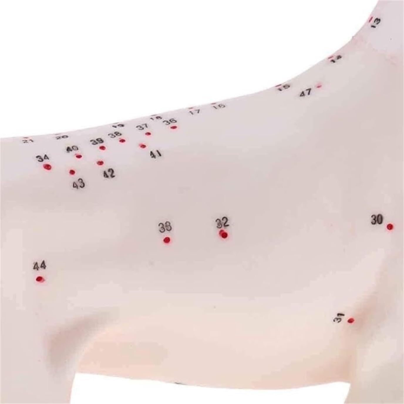 Anatomische Modellen Model Psa Anatomia Akupunktury Punkt Ciała Z 72 Punktami Dier