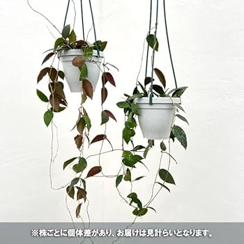 ホヤ　カウダータ ホヤ カウダータ スプラッシュ「Hoya caudata Splash」7/18-6AM2