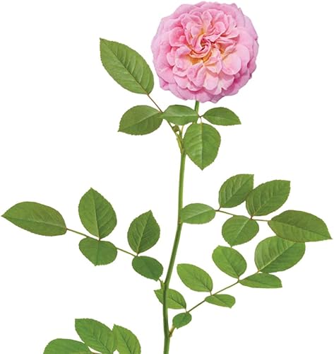 Miniatura 2 de Sweet Drift 1 Galón