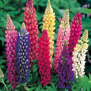 Lupine Russell Strain Mixture Nice Garden Flower by Seed Kingdom Bulk 2,000 Seeds
