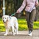 3 Stück Welpenhalsbänder mit Leine,Hundehalsband und Leine,Hundehalsband kleine Hunde, Welpen Zubehör Schnallenhalsband Verstellbares Weich Nylon Haustier