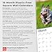 Blue Heelers | 2026 12 x 24 Inch (Hanging) Monthly Square Wall Calendar | Plastic-Free | BrownTrout | Animals Dog Breeds