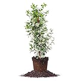 Perfect Plants Confederate Jasmine Live Plant, 3 Gallon, Includes Care Guide