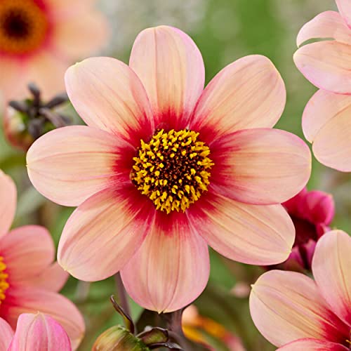 Garden State Bulb HS Kiss Single Dahlia Flower Bulbs, Bare Roots, Spring Planting (Bag of 4)