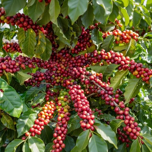 60 Arabica Coffee Seeds - Fresh...