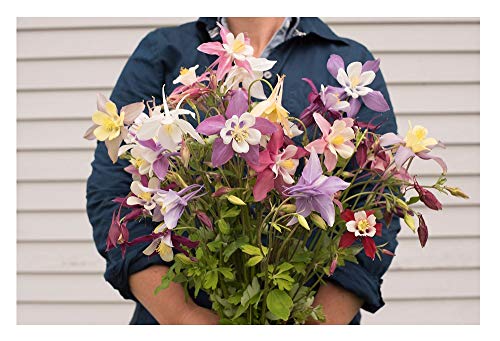 David's Garden Seeds Flower Columbine McKana Giant QA1135 (Multi) 500 Non-GMO, Heirloom Seeds David's Garden Seeds Flower Columbine McKana Giant QA1135 (Multi) 500 Non-GMO, Heirloom Seeds