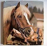 Haflinger Pferdezuchtverband Tirol