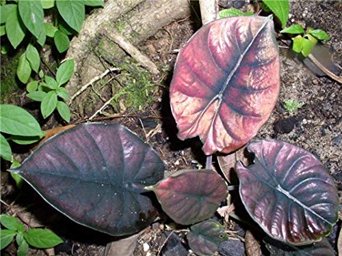 Seeds 100 Pcs Alocasia Jewel of Borneo Kapit Alocasia Infernalis Purple Elephant Ear Sml Seeds for Home Garden : 5