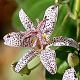 YEGAOL Garden 20Pcs Japanese Toad Lily Seeds Tricyrtis Hirta Seeds Exotic Non-GMO Perennial Deer Resistant Flower Seeds Indoor Bonsai Plant