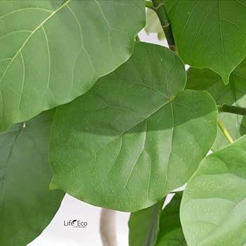 Amazon.co.jp: 観葉植物フィカスウンベラータ（曲げ） 8寸約W