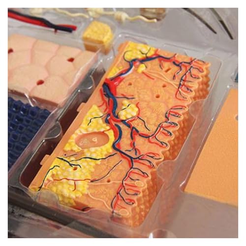 Modelo de piel humana 4D anatomico desmontable con 19 partes 3