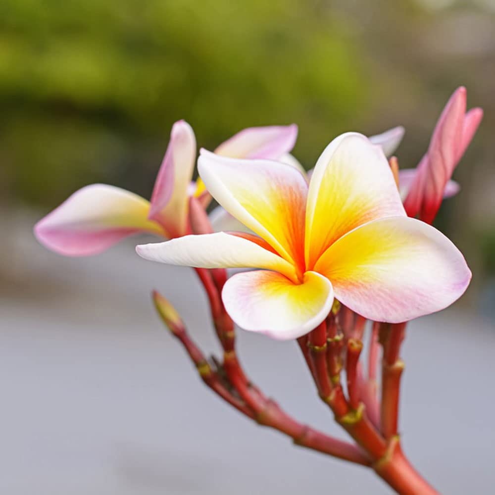 150 Frangipani Samen | Mehrjährige Winterharte Balkonblumen