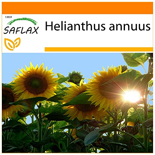 SAFLAX - Jardin dans le sac - Tournesol Titan F1-20 graines - Helianthus annuus