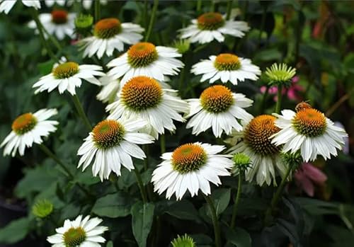 Echinacea Purpurea-Coneflower Seeds(2000)-Outdoor Indoor Home #TOP4