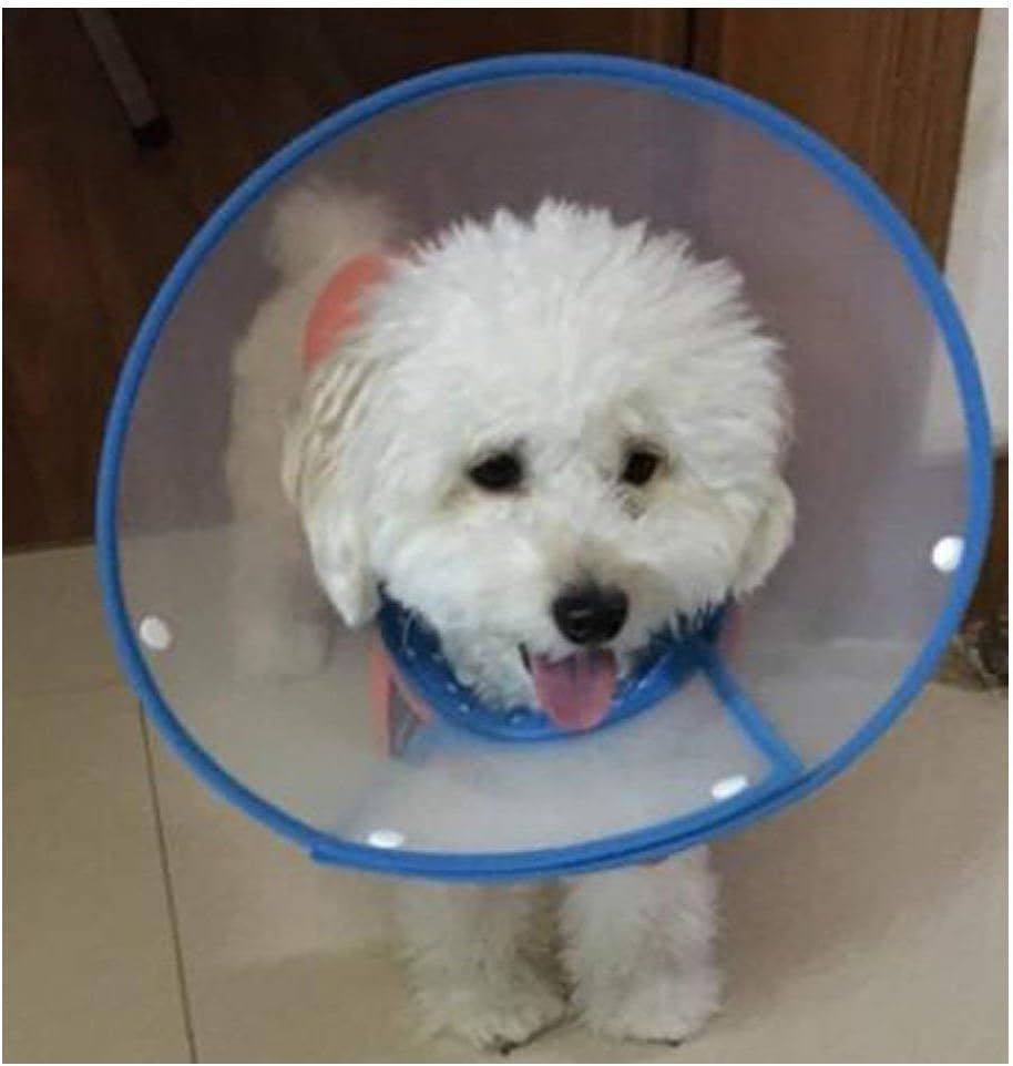 Bolbove Pet Plastic Clear Cone Recovery E-Collar with Dots Design Soft Edge for Small Dogs & Cats (Small, Blue)