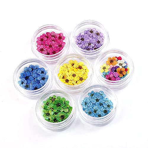 Flores Secas Naturales, 20 piezas para decoración miniatura 4