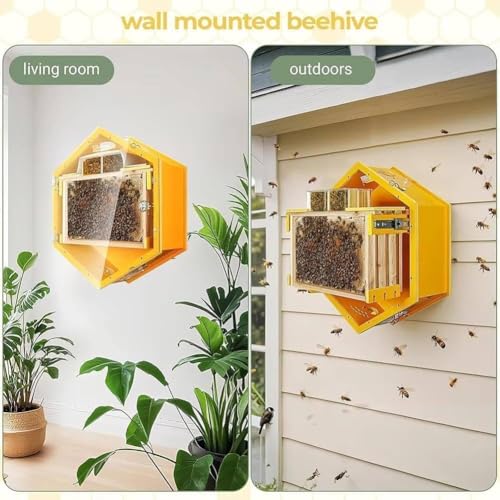 Ruche hexagonale murale avec kit 3 cadres pour amateurs d'apiculture