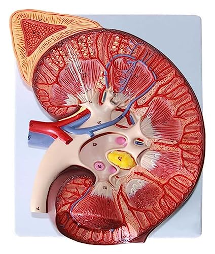 BINWAN Organ Model Modèle de Rein, agrandi 3 Fois avec Une Structure Anatomique précise et Une Texture Claire for Apprendre et Comprendre la Structure du Rein