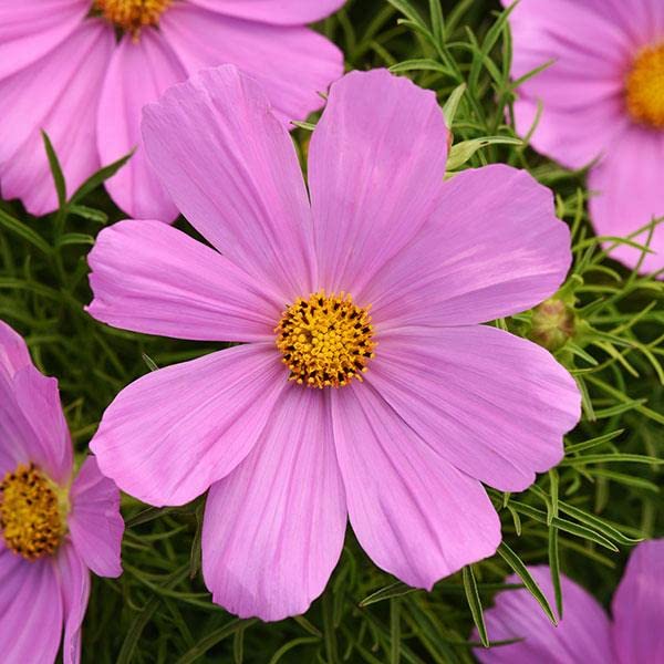 Earth Hopper F1 Hybrid Cosmos Flower Seeds - 35 Seeds Trial Pack (Cosmos, Pink) (B09TP64B5T) Amazon Price History, Amazon Price Tracker