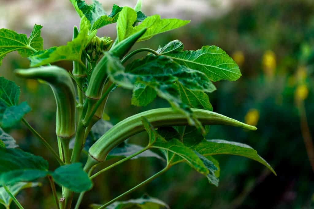 Golden Hills Farm Hybrid Elephant Tusk Okra (Lady Finger/Bhendi) Heirloom 40+ seeds (B096KY7WRL) Amazon Price History, Amazon Price Tracker