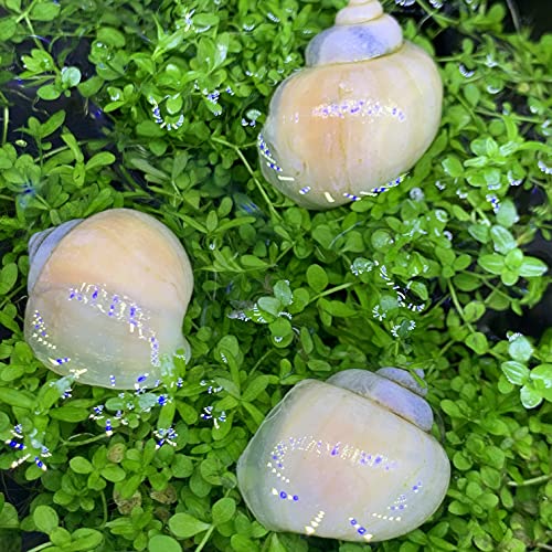 Apple Snails in Your Aquarium Understanding the Basics