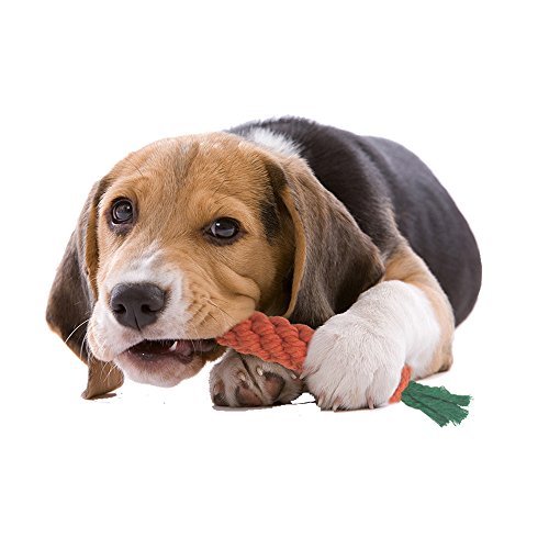 Scenereal Small Dog Chew Toys - Set 6 pz Best