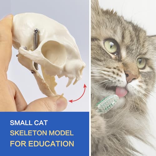 Image of Adult 8.25 inch Tall - Life Size Cat Skeletal System, Anatomical Model, Domestic Shorthair Medical Quality