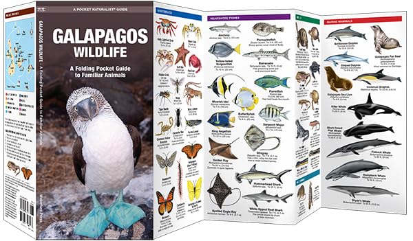 Galapagos Wildlife: A Folding Pocket Guide to Familiar Animals (Nature Observation International) - Image 3