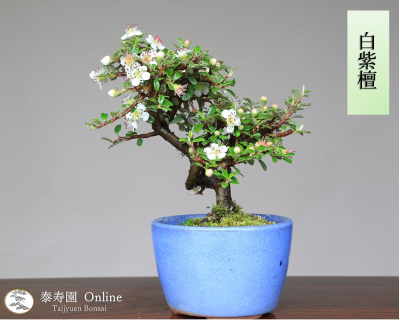 Amazon.co.jp: 『白紫檀』シロシタン ミニ盆栽【泰寿園 Online】 : DIY