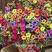 30+ Salmon Double Hollyhock Flower Seeds / Perennial
