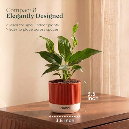 Image of Kyari Peace Lily Live Plant with Red Brick Self Watering Pot 4 Inch - Peace Lily Indoor Live Plant with Pot for Home, Living Room, Bedroom, Office - Flowering Air Purifying Indoor Plant