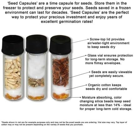 Miniatura 7 de Semillas de albahaca y lima (Ocimum americanum) Más de 50 semillas de hierbas medicinales raras en cápsulas de semillas congeladas para el jardinero