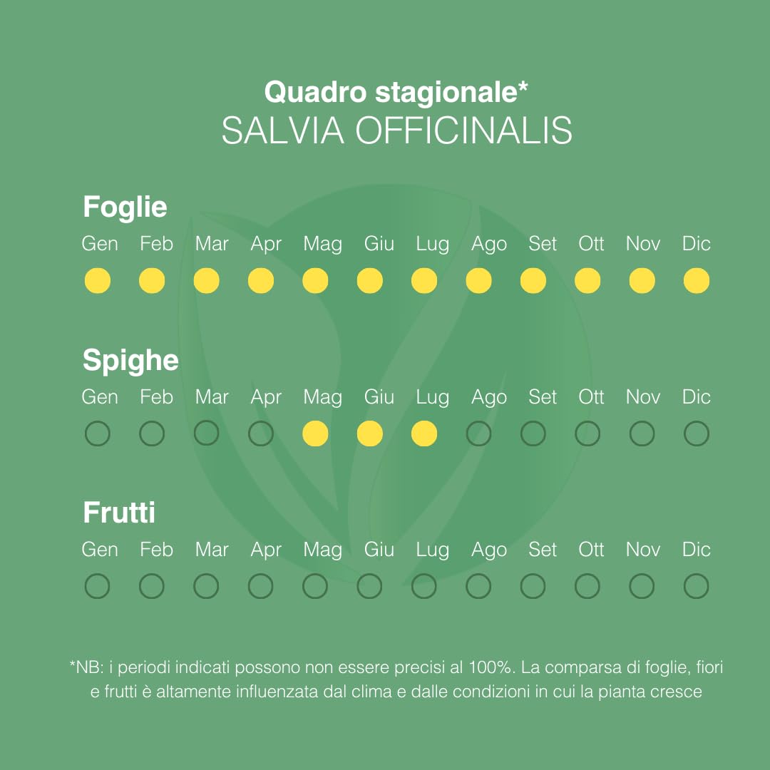 Salvia Officinalis | Pianta Aromatica da Esterno per Cucina, Perfetta per Insaporire i Piatti e Ornare il Giardino | Concimazione 6 Mesi con Sistema Plantì