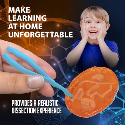 Image of Discover-It Owl Pellet, Science Lab Kit, STEM Toys for Kids, Ages 5+ | Synthetic Bones: Open a realistic owl pellet to discover hidden bones while learning about owls, food chains, and STEM