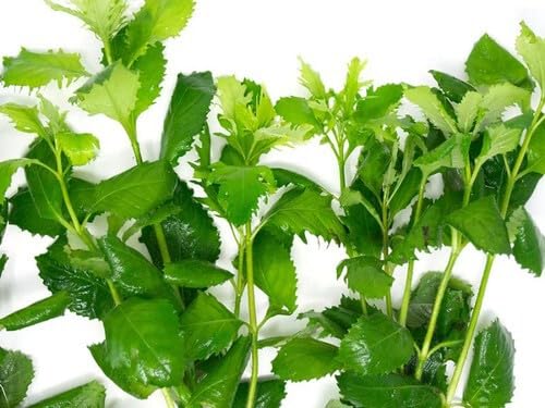 Water Wisteria Hygrophila Difformis Live Aquarium Plants, Freshwater Stem Plant Bunch 3–5 Stems