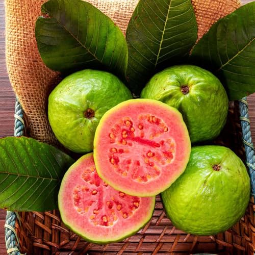 60+ Guava Fruit Tree Seeds for Planting Outdoors-Exotic and Delicious Tropical Fruit
