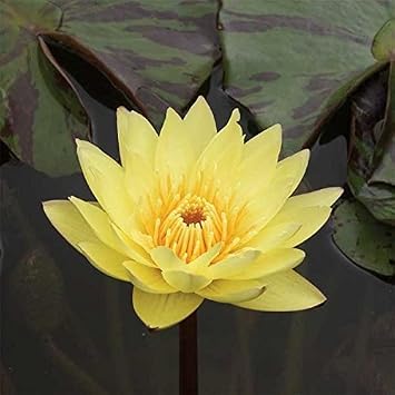 Live Water Lily Tubers | Pre-Grown Hardy Lily Rhizome in White, Pink, Red, Yellow, Orange, Purple Yellow