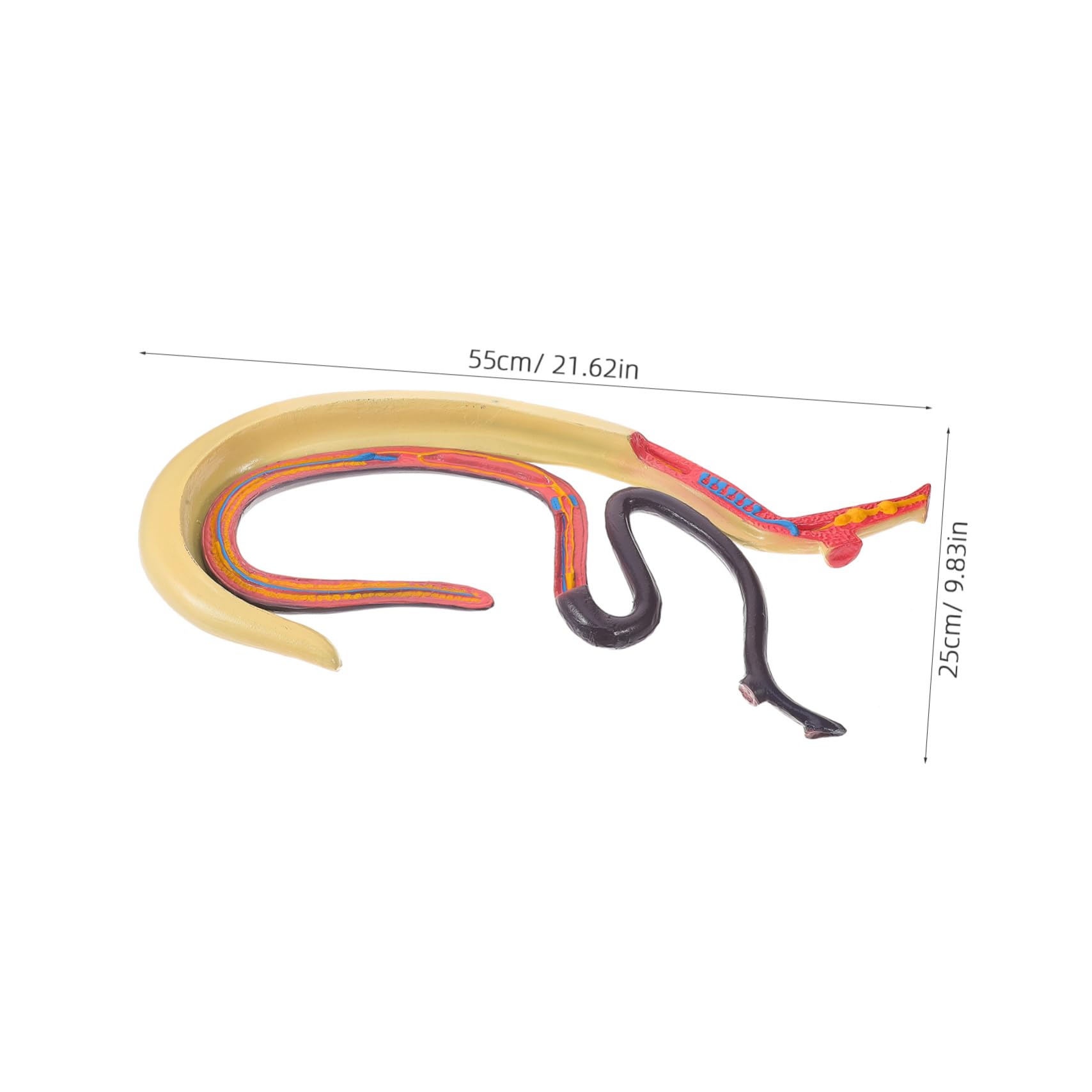 Amosfun Modello Anatomico Schistosoma Modello Anatomico Per Studio Materiale Scientifico Per Insegnamento e Ricerca