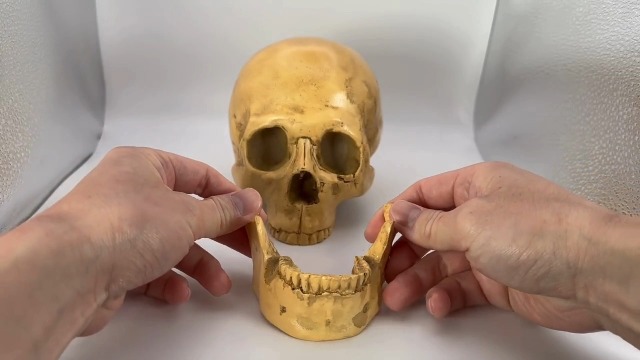Amazon.co.jp: CHASO 頭蓋骨 インテリア ハロウィン スカル ホラー