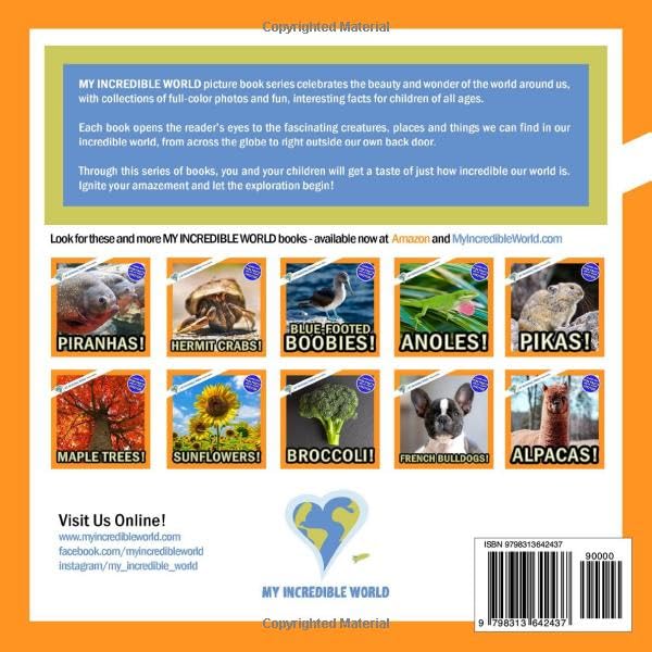 Animals of Alaska!: A My Incredible World Picture Book for Children (My Incredible World: Nature and Animal Picture Books for Children) - Image 2