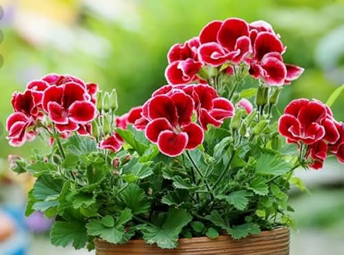 150 Mixed Geranium Garden Flower Seeds For Planting In Pots/Outdoor Perennial #TOP2