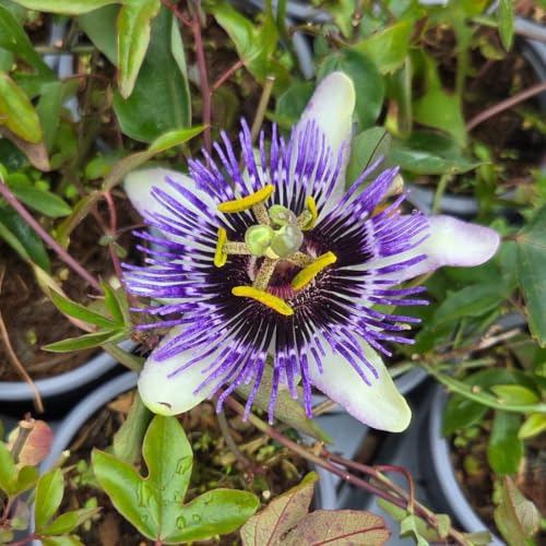 Carbeth Plants 2 x Passiflora Damsels Delight in 9cm Pots - Passion Flower