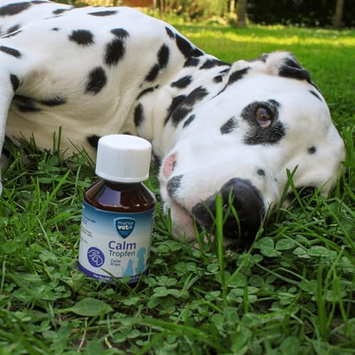 marsavet+ Calm – Ergänzungsfuttermittel mit Katzenminze für Hunde, Katzen, Nager & Vögel – Zur Unterstützung des Wohlbefindens in stressbedingten Situationen – 100 ml
